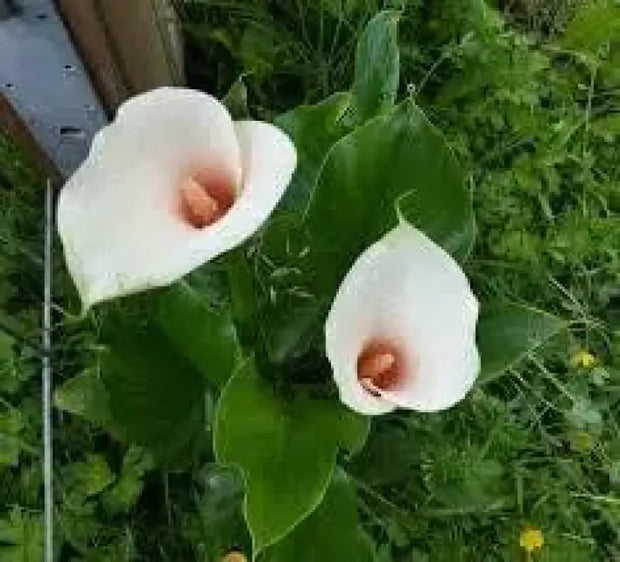 Pink Arum Lily Seeds 20 Zantedeschia aethiopica Flower Seeds Calla Lily Araceae - The Rike Inc