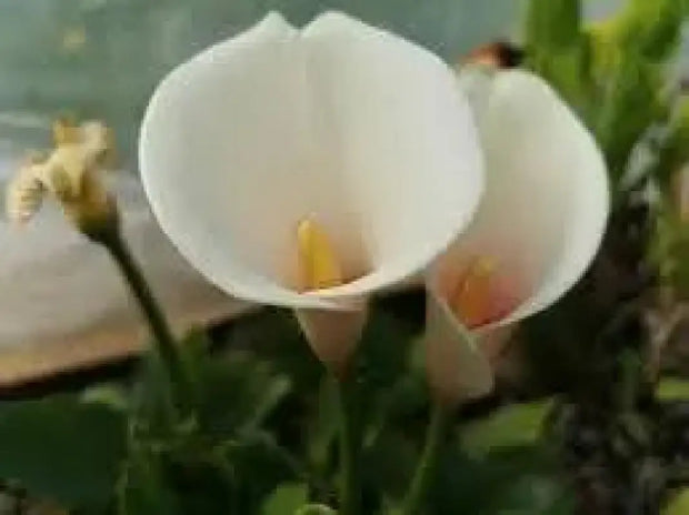 Pink Arum Lily Seeds 20 Zantedeschia aethiopica Flower Seeds Calla Lily Araceae - The Rike Inc