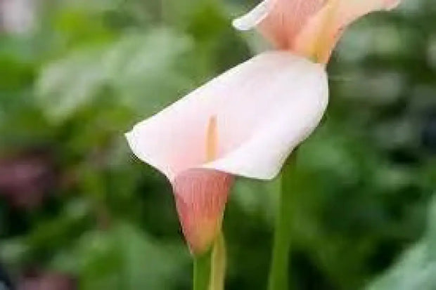 Pink Arum Lily Seeds 20 Zantedeschia aethiopica Flower Seeds Calla Lily Araceae - The Rike Inc