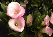 Pink Arum Lily Seeds 20 Zantedeschia aethiopica Flower Seeds Calla Lily Araceae - The Rike Inc