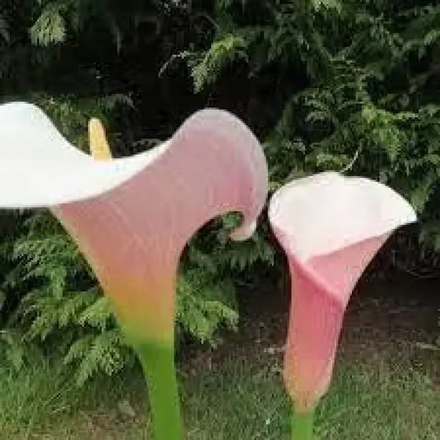 Pink Arum Lily Seeds 20 Zantedeschia aethiopica Flower Seeds Calla Lily Araceae - The Rike Inc