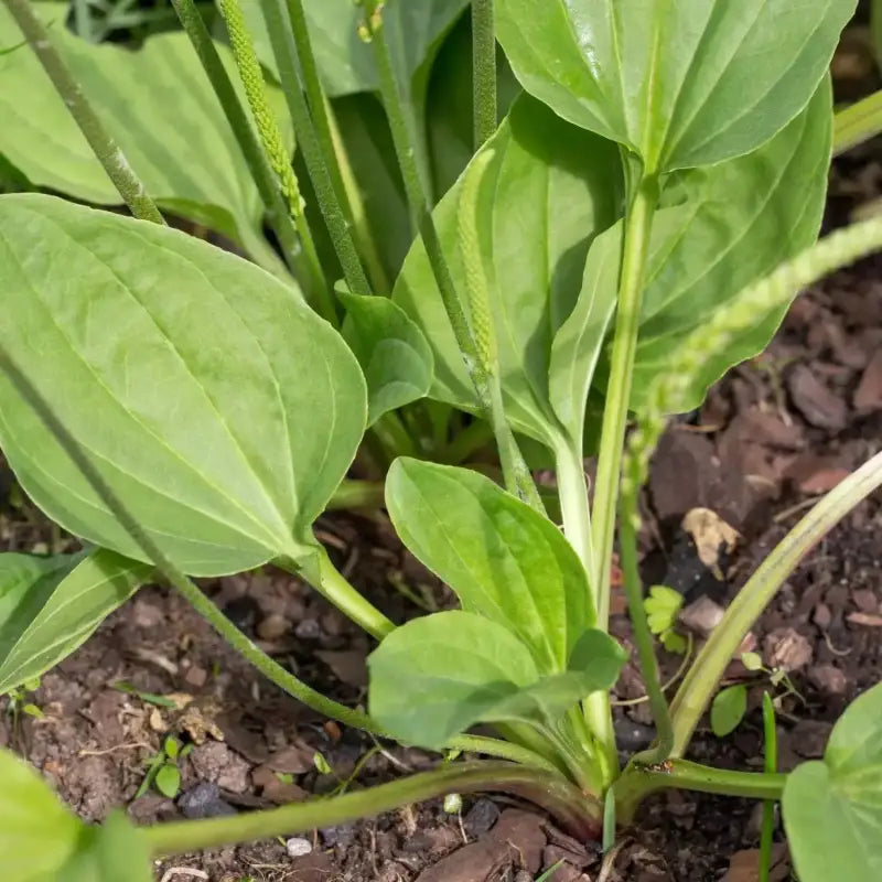 planting plantain seeds 6 pack x 1000 Broadleaf Plantain Seeds Plantago Major Ma De Plantain weed  Seeds: Culinary & Medicinal Benefits