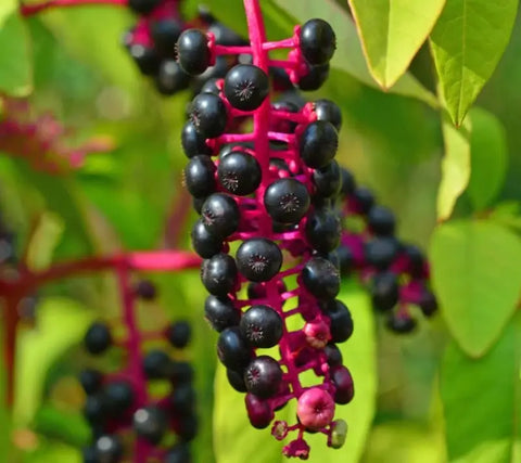 IS AMERICAN POKEWEED EDIBLE? IS IT GOOD TO USE?