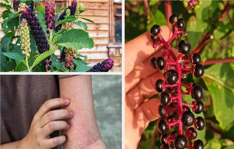 pokeweed-poisonous-to-touch-with-bare-hands