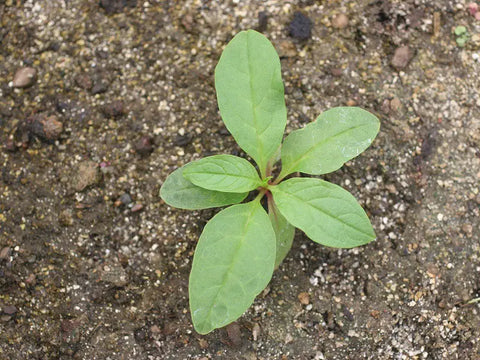 WHERE DOES POKEWEED GROW BEST & HOW TO GROW IT?