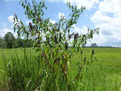 WHERE DOES POKEWEED GROW BEST & HOW TO GROW IT?