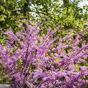 50 Seeds - Eastern Redbud Tree Seeds, Authentic American Judas and Texas Mexican Flowering Variety (Cercis Canadensis) | Easy-to-Grow Canadian Eastern Redbud - The Rike - The Rike Inc