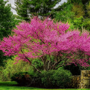 50 Seeds - Eastern Redbud Tree Seeds, Authentic American Judas and Texas Mexican Flowering Variety (Cercis Canadensis) | Easy-to-Grow Canadian Eastern Redbud - The Rike - The Rike Inc