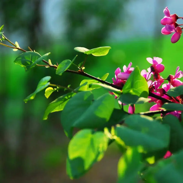 50 Seeds - Eastern Redbud Tree Seeds, Authentic American Judas and Texas Mexican Flowering Variety (Cercis Canadensis) | Easy-to-Grow Canadian Eastern Redbud - The Rike - The Rike Inc