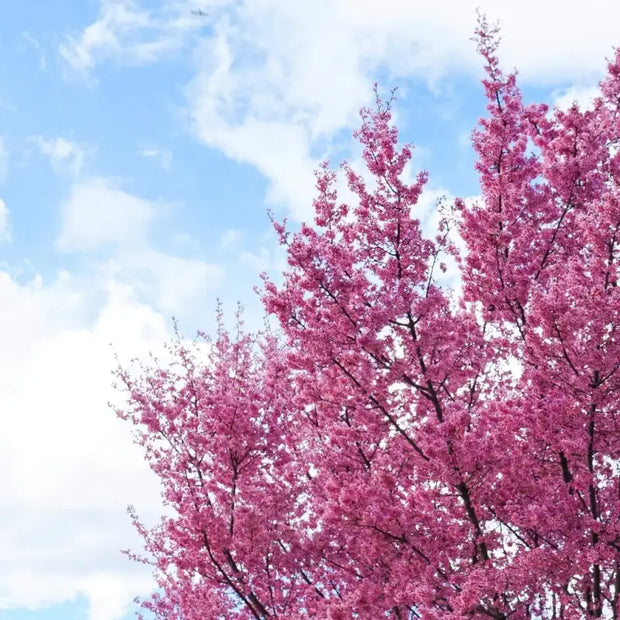 50 Seeds - Eastern Redbud Tree Seeds, Authentic American Judas and Texas Mexican Flowering Variety (Cercis Canadensis) | Easy-to-Grow Canadian Eastern Redbud - The Rike - The Rike Inc