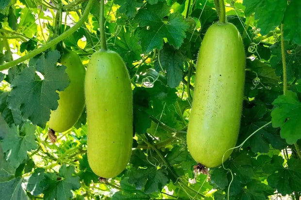 100 Winter Melon Seeds, Bi dao Chanh White Ash Benincasa Hispida ash Gourd Seeds Tong Qwa White Gourd Squash Seeds, Winter Gourd Wax Gourd/Dong Gua Pumpkin ash Seeds Organic Non-GMO Seeds