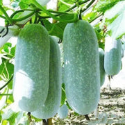 100 Winter Melon Seeds, Bi dao Chanh White Ash Benincasa Hispida ash Gourd Seeds Tong Qwa White Gourd Squash Seeds, Winter Gourd Wax Gourd/Dong Gua Pumpkin ash Seeds Organic Non-GMO Seeds