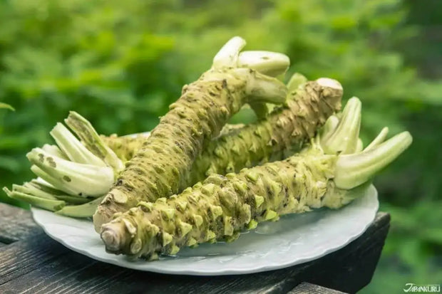 50 Seeds Wasabi Seeds Japanese Horseradish Vegetable Seeds Bonsai Plant DIY Home Garden Plants - The Rike Inc