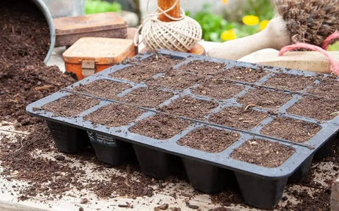 prepare-the-soil-to-plant-red-cabbage