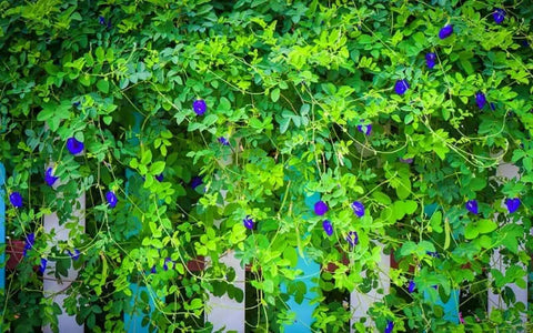 prepare-to-grow-butterfly-pea-flower