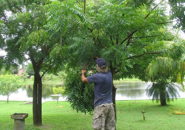 pruning neem tree
