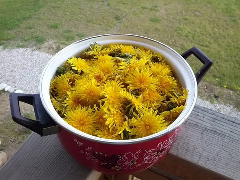 MUST-KNOW GUIDE ON HOW TO MAKE DANDELION FLOWER TEA AT HOME