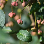 50 Seeds - Fortune's Spindle, Purple Wintercreeper Seeds, Euonymus Fortunei Seeds for Planting, Purple Wintercreeper or Fortunei Spindle Trees Or Shrubs For Hedge And Ground Cover - The Rike The Rike