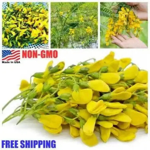 Yellow Rattlepod 100 Sesbania Sesban seeds Yellow Egyptian Rattlepod seeds for planting