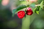 Red Raspberry 100 Seeds for Planting - The Rike Inc