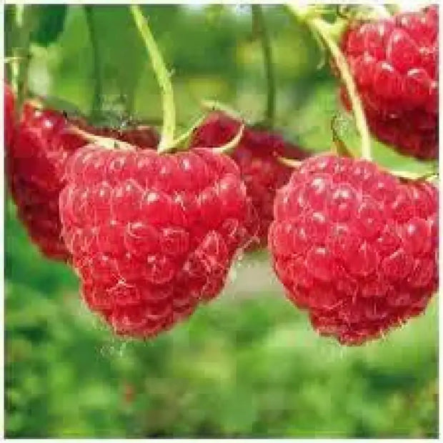 Red Raspberry 100 Seeds for Planting - The Rike Inc