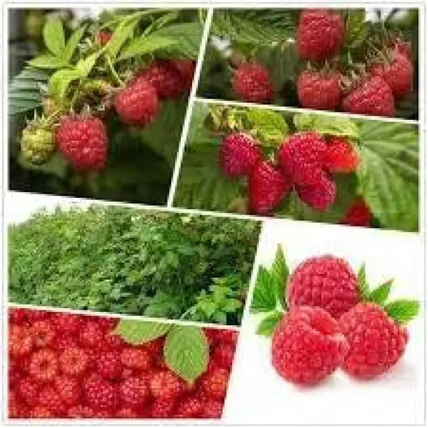 Red Raspberry 100 Seeds for Planting - The Rike Inc