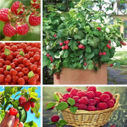 Red Raspberry 100 Seeds for Planting - The Rike Inc