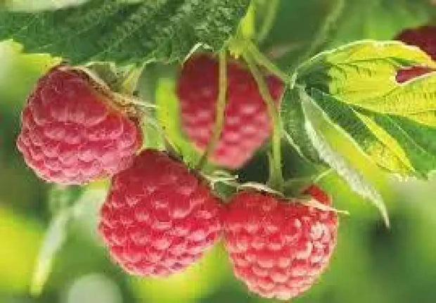 Red Raspberry 100 Seeds for Planting - The Rike Inc