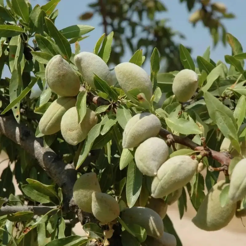 almond plant seeds 3 pack x Raw Almond Seeds for Planting 10 seeds Grow Prunus Dulcis for Edible Nuts medicinal plants