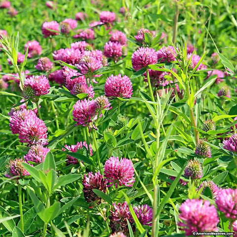 Red clover