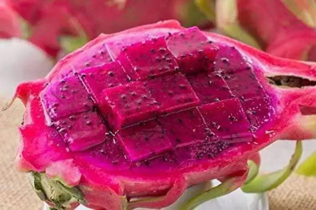 300 Seeds Red Dragon Fruit Seeds Thanh Long Pitaya Pitahaya Hylocereus Undatus Cactus Purple Dragon Fruit Pitaya/Pitahaya/Strawberry Pear - The Rike Inc