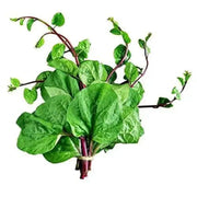 350 Red Malabar Spinach Seeds - Basella alba - Pui, Vine Spinach, red Vine Spinach, Climbing Spinach, Creeping Spinach, Buffalo Spinach, Malabar Spinach and Ceylon Spinach Seeds - The Rike Inc