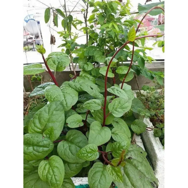 350 Red Malabar Spinach Seeds - Basella alba - Pui, Vine Spinach, red Vine Spinach, Climbing Spinach, Creeping Spinach, Buffalo Spinach, Malabar Spinach and Ceylon Spinach Seeds - The Rike Inc