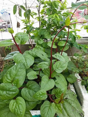 350 Red Malabar Spinach Seeds - Basella alba - Pui, Vine Spinach, red Vine Spinach, Climbing Spinach, Creeping Spinach, Buffalo Spinach, Malabar Spinach and Ceylon Spinach Seeds - The Rike Inc