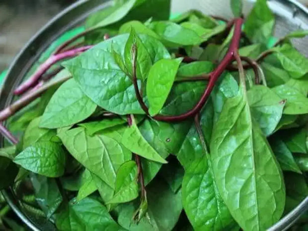 350 Red Malabar Spinach Seeds - Basella alba - Pui, Vine Spinach, red Vine Spinach, Climbing Spinach, Creeping Spinach, Buffalo Spinach, Malabar Spinach and Ceylon Spinach Seeds - The Rike Inc