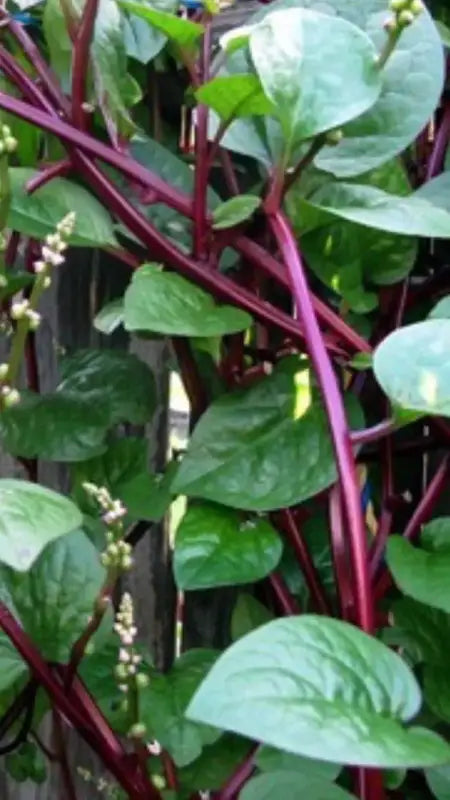 350 Red Malabar Spinach Seeds - Basella alba - Pui, Vine Spinach, red Vine Spinach, Climbing Spinach, Creeping Spinach, Buffalo Spinach, Malabar Spinach and Ceylon Spinach Seeds - The Rike Inc