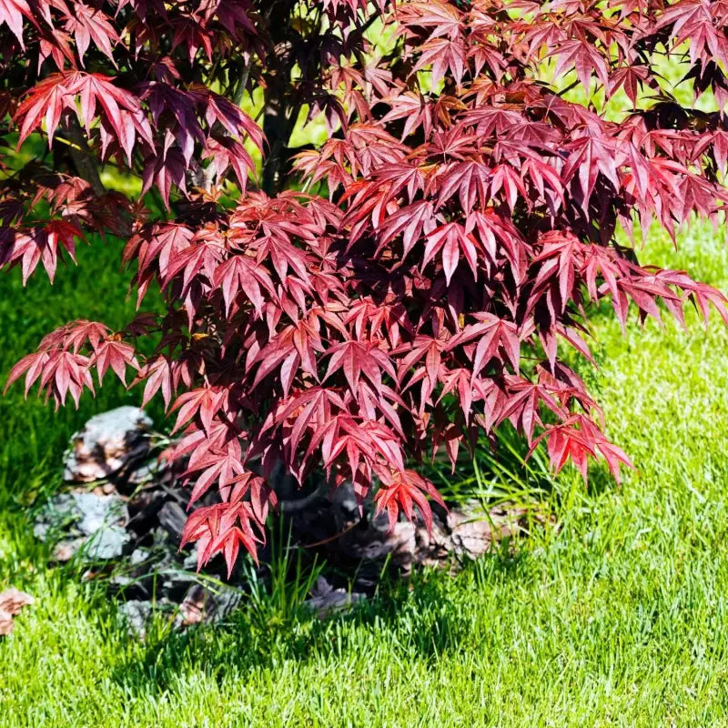 2 pack x 100 seeds Red Maple Tree Seeds for Planting American