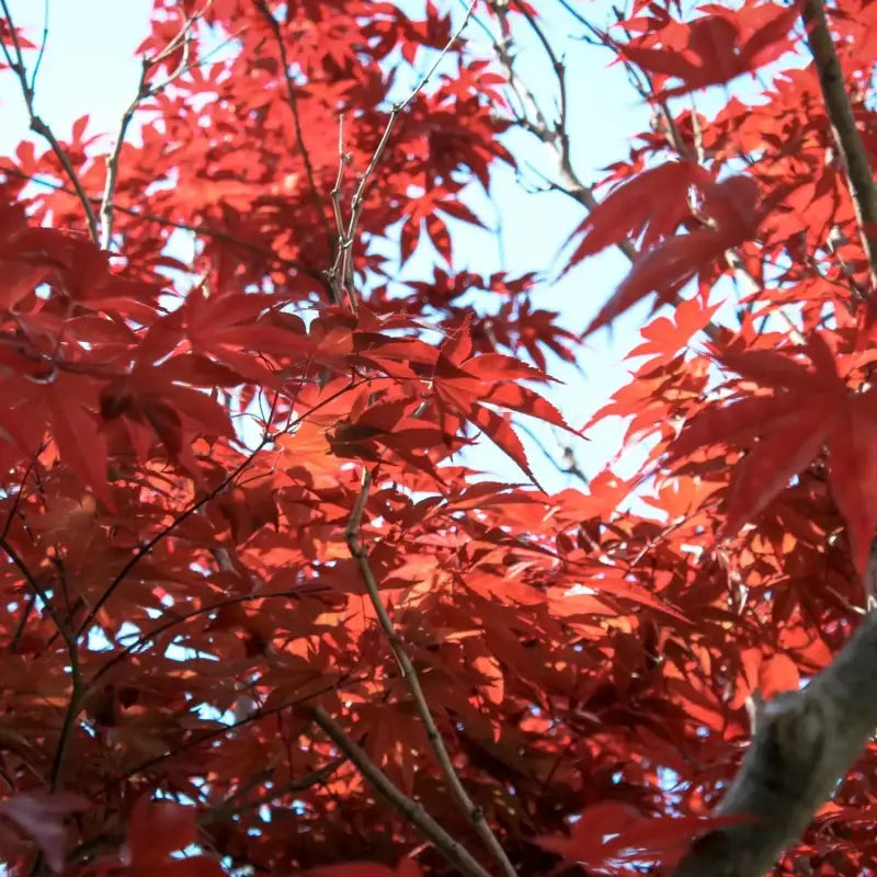 2 pack x 100 seeds Red Maple Tree Seeds for Planting American