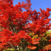 50 Seeds - Red Maple Seeds - American Maple Red/Leaf Japanese Maple or Red Maple Tree Sugar Maple Seeds to Grow Acer Maple in Garden - The Rike The Rike