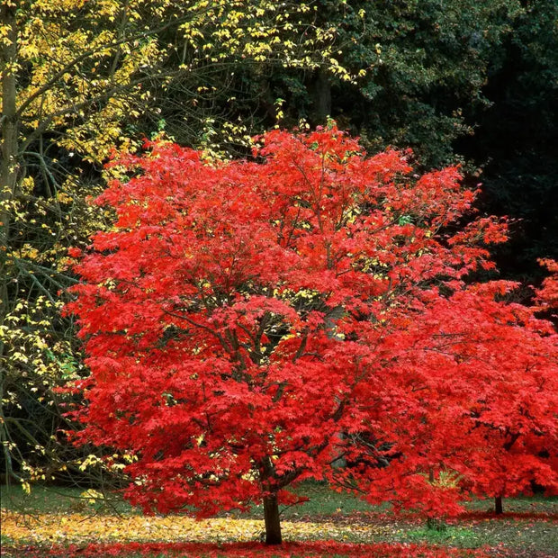 50 Seeds - Red Maple Seeds - American Maple Red/Leaf Japanese Maple or Red Maple Tree Sugar Maple Seeds to Grow Acer Maple in Garden - The Rike The Rike