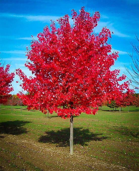 2 pack x 100 seeds Red Maple Tree Seeds for Planting American