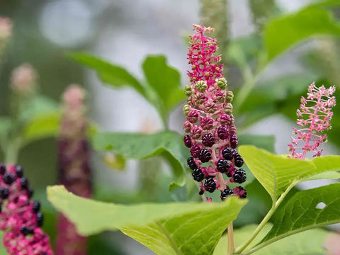 WHERE DOES POKEWEED GROW BEST & HOW TO GROW IT?