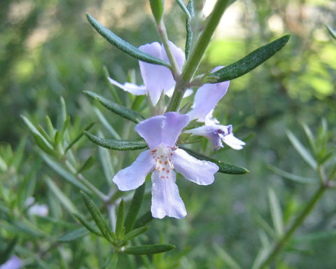 Rosemary