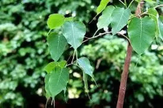 Peepal Tree 100 Tree Seeds for Planting Ficus religiosa Sacred fig Bodhi Tree pippala Tree Cay Bo De peepal Tree pipal Tree ashvattha Tree Asathu - The Rike Inc