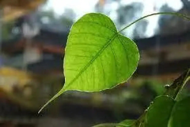 Peepal Tree 100 Tree Seeds for Planting Ficus religiosa Sacred fig Bodhi Tree pippala Tree Cay Bo De peepal Tree pipal Tree ashvattha Tree Asathu - The Rike Inc