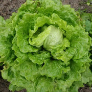 3000 Seeds Salad Lettuce Seeds - Vegetable Seeds for Planting Non-GMO Romaine Lettuce Seeds, Green Leaf Lettuce Seeds, Garden Seeds The Rike