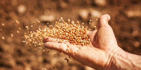 How To Freeze Vegetable Seeds For Storage