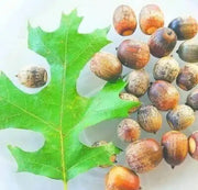 50 Seeds Shingle Oak Acorn Tree Seeds, Live Oak Tree Seeds, Quercus imbricaria, Washed and Processed - The Rike Inc