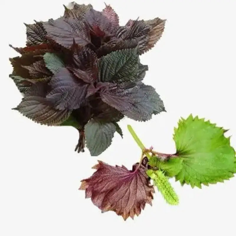 shiso plant seeds Vietnamese Perilla Seeds (Perilla Frutescens) shiso seeds for planting 4  pack x 800 seeds