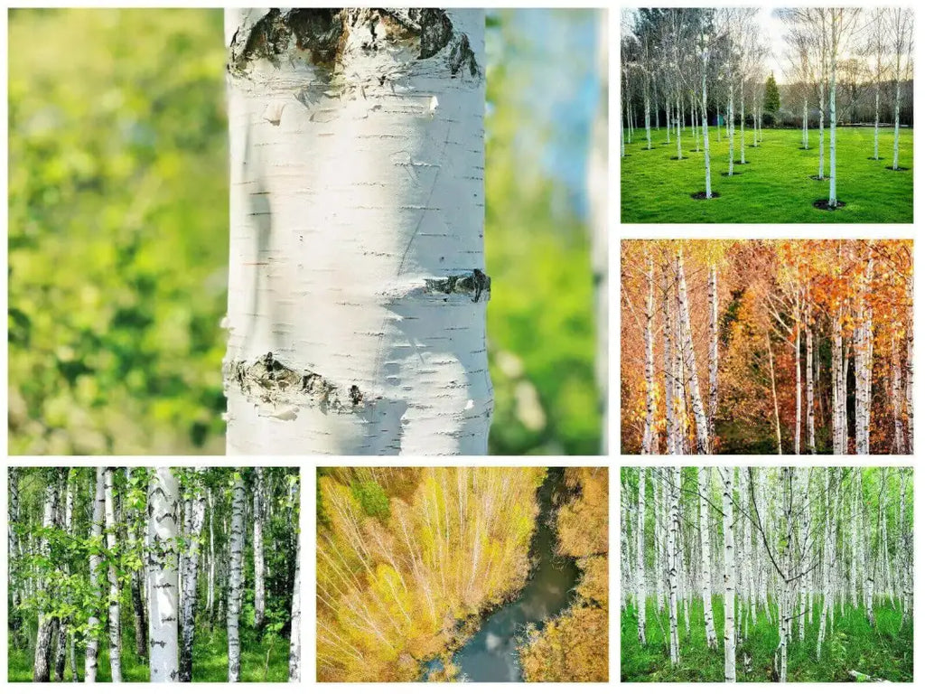 planting birch tree seeds 2 pack x 2000 seeds White Paper Birch Seeds Betula Papyrifera Silver birch tree seeds